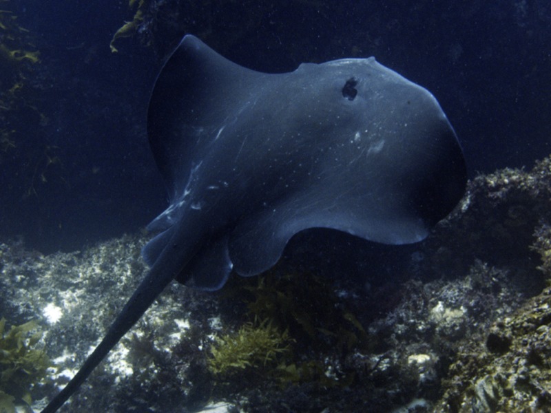 a majestic bull ray sweeps past