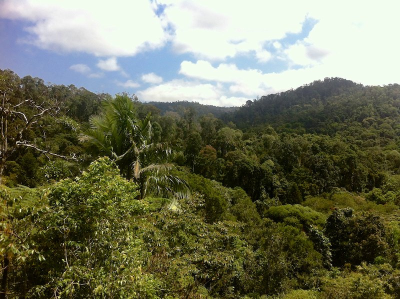 Rainforest view