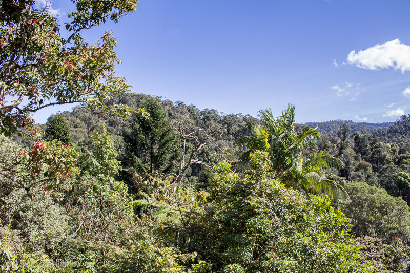 View of the rainforest with a blue sky overhead